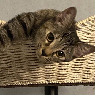 あたち、ちょっぴりシャイなプチサイズ