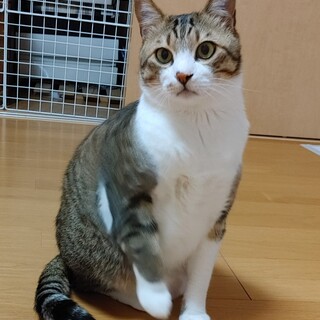 5月7日（日）譲渡会に参加！穏やかな性格のトナ君