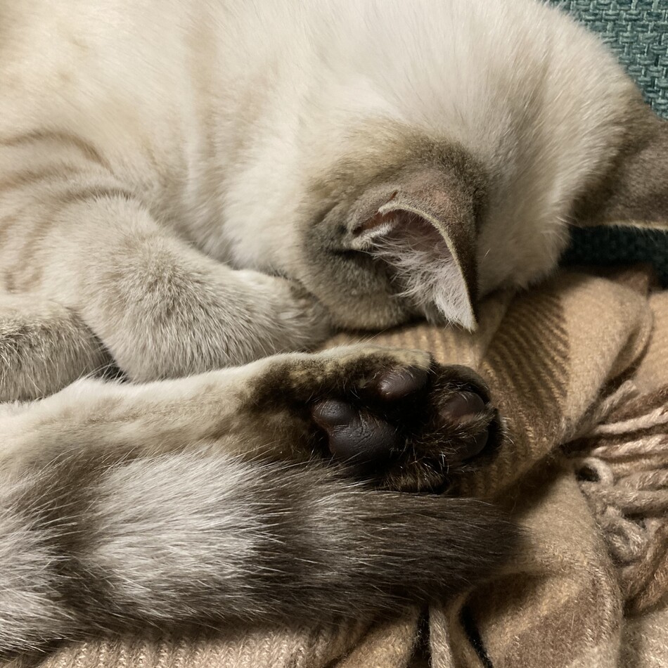 みーちゃんのカバー写真