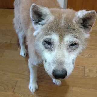 柴犬里親さん募集