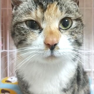 抱っこだいすきミケのミケコ♡