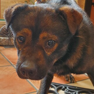 怖がりで寂しそうな眼をしている『のぐち』くん