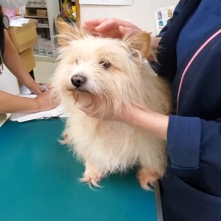 チワワとポメラニアンのMIX『ひでき』くん４歳