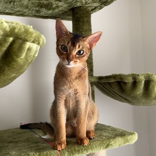 アビシニアン里親