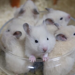 3／29生まれ　キンクマ×クリーム長毛のベビー