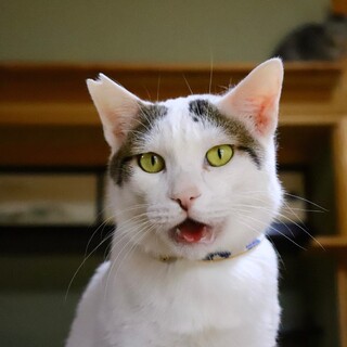 ピーター・タウンゼント【飛騨】