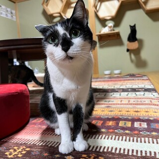 アンソニー・アームストロング・ジョーンズ【飛騨】