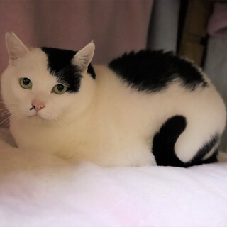 猫なのに垂れ目？シモンくん