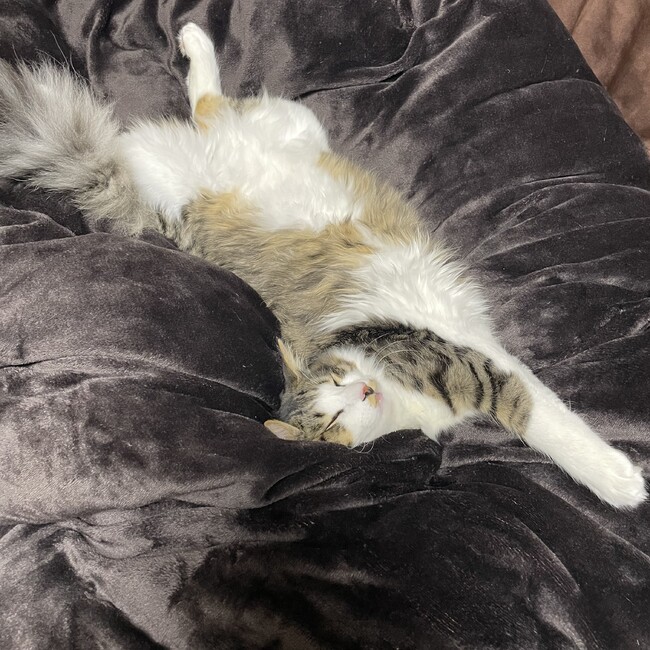 金魚626のカバー写真