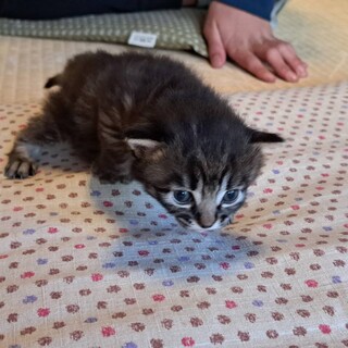 かわいい２匹の兄弟