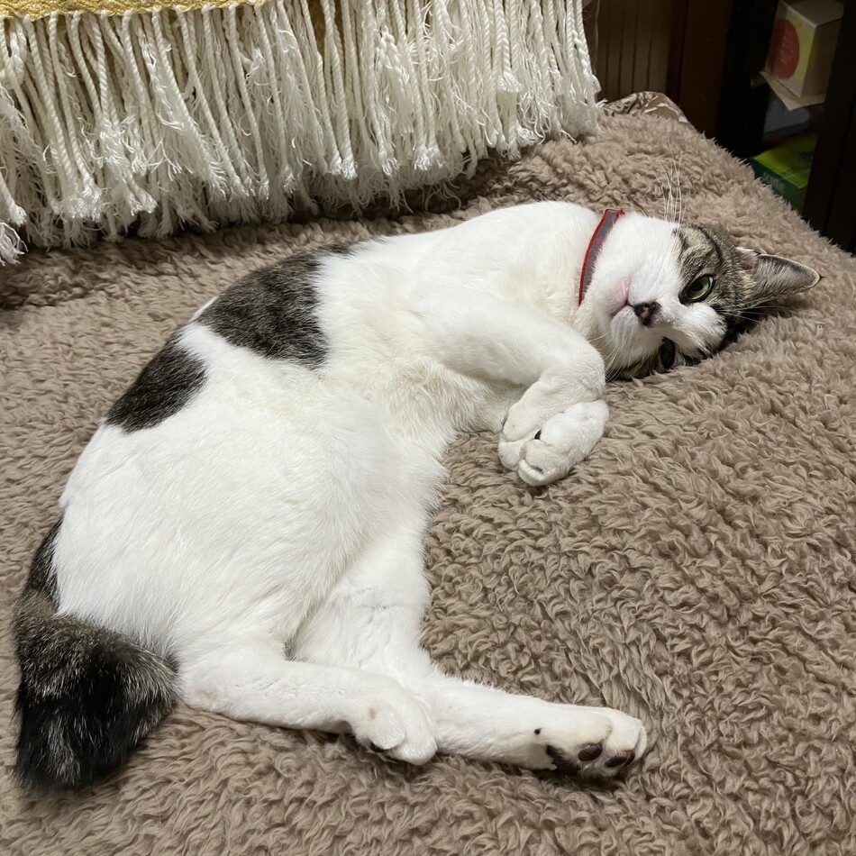 ひめのカバー写真