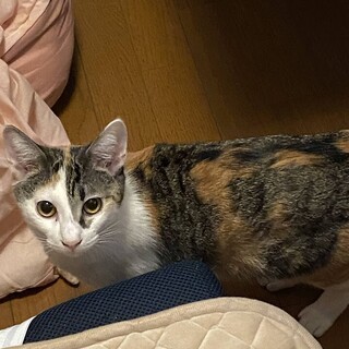 抱っこ大好きあまえんぼう姫