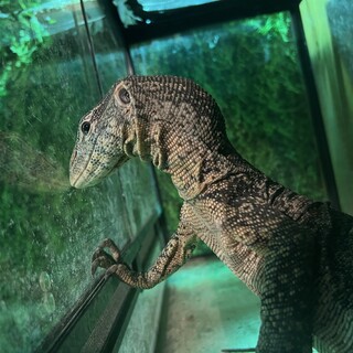 【里親決定】オルナータナイルモニター 推定5才 