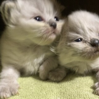子猫の里親募集中（2匹）