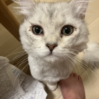 サイべりアンの男の子血統書なし