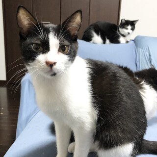 甘えん坊ちゃんなあずきちゃん♀