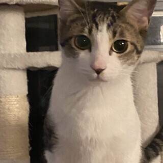 おっとりした女の子らしいナナちゃん