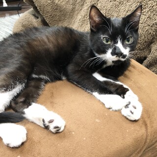 いつでもくっついていたい！甘えん坊なムギくん♂