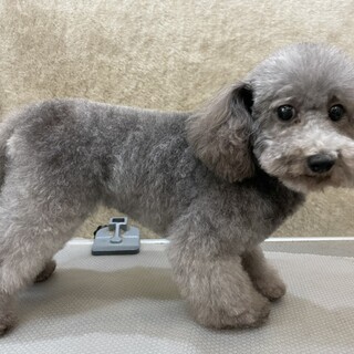 他犬舎の女の子の里親様募集