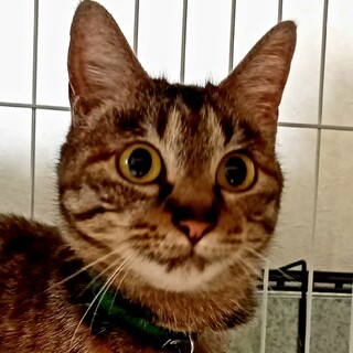 甘えんぼの大和撫子♥メロメロのっち