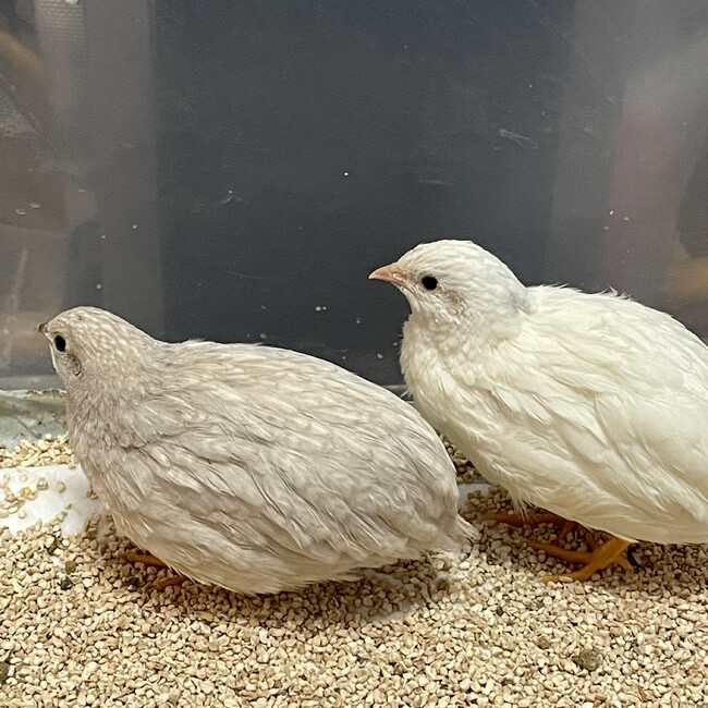 やました！のカバー写真