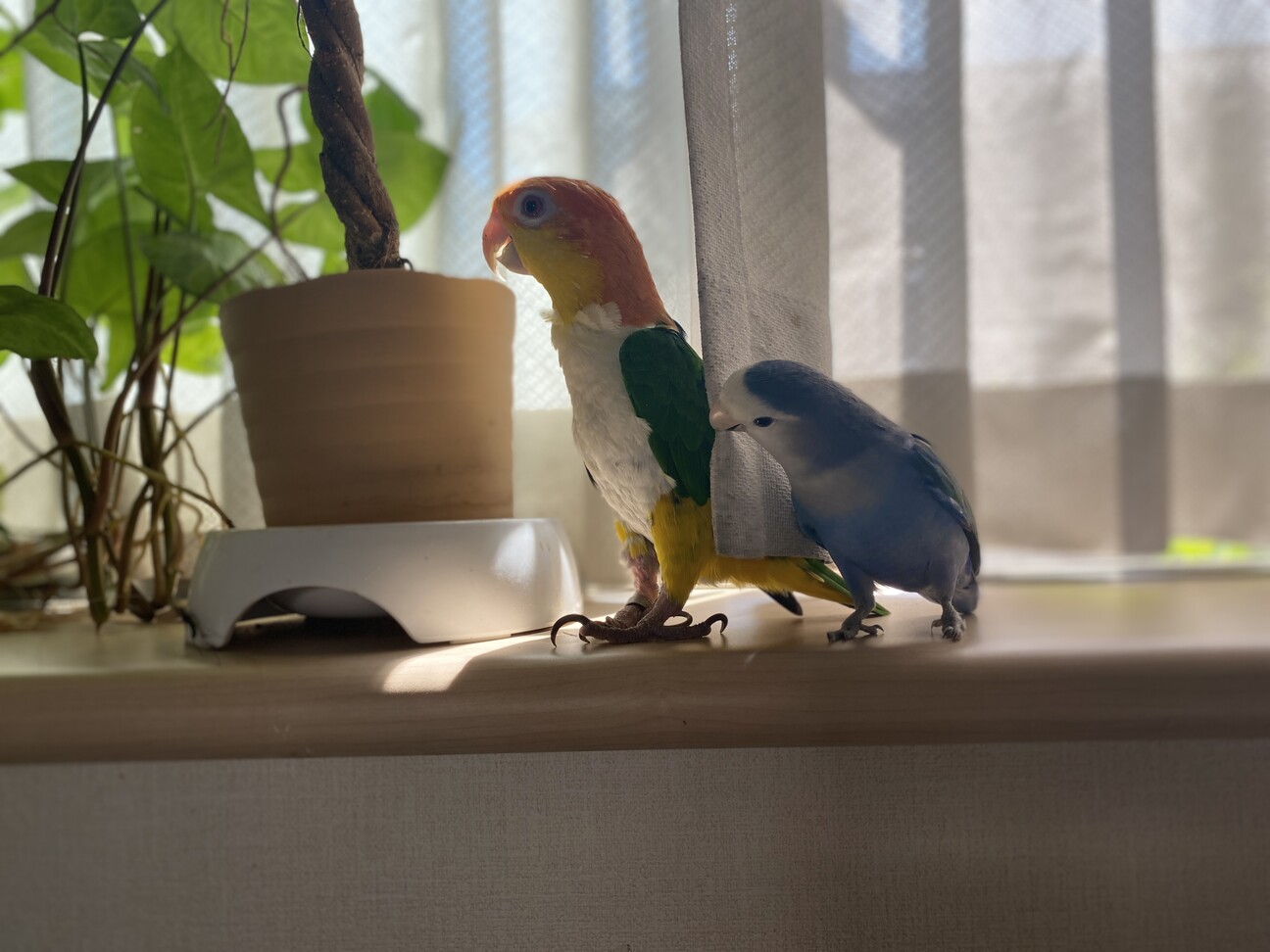 シロハラインコとコザクラ」東京都 - 鳥の里親募集(454027