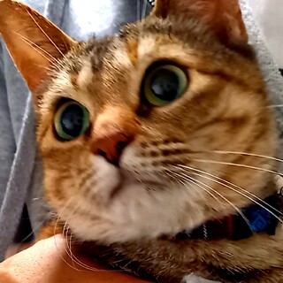 幸せ待ってる♥ゴロニャン♥かしゆか