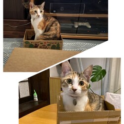 ダンボール大好き