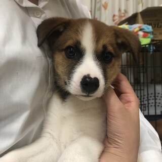 【検討中】子犬のファミリー募集（長崎）