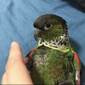 ウロコインコの里親さん募集します