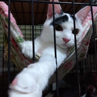 7/16荒川区西尾久譲渡会　個別お見合い　　1歳