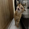 めずらしいメスの茶トラ猫◎ひめちゃん♀ サムネイル2