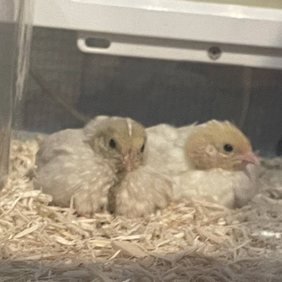 ごまのカバー写真