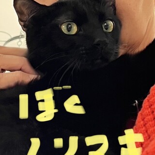 黒猫・目が金色・ツンデレ男子(トライアル中)