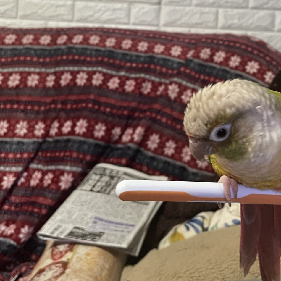 ぷーのカバー写真