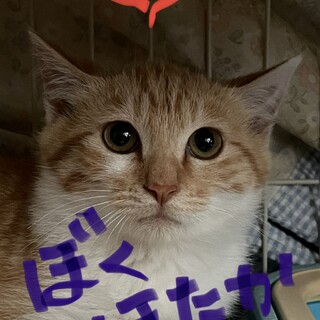 茶白フワフワ・可愛い男の子・カギしっぽ生後４ヶ月♪