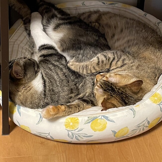 h0taruのカバー写真