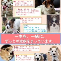 【花とコーヒーとペット】保護犬譲渡会 サムネイル2
