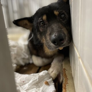 殺処分対象です、期限があります！