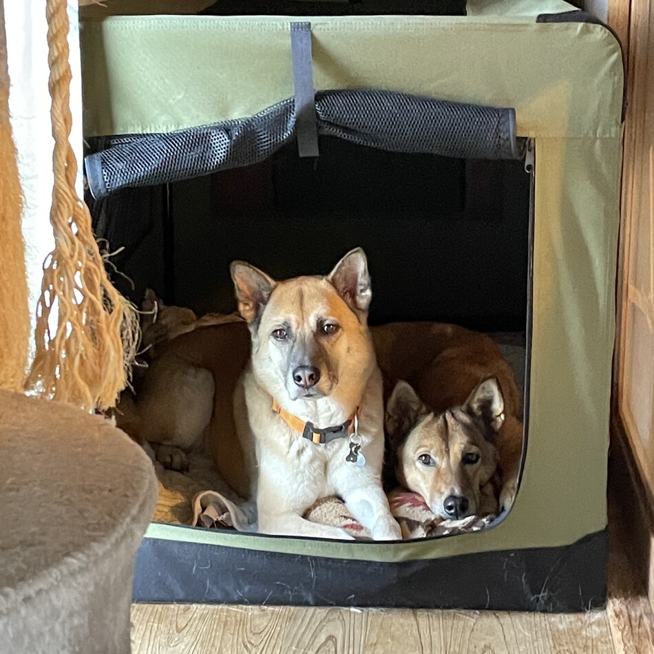 しんちゃんのカバー写真