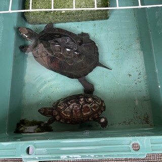 クサガメ 2匹 (20cm・12cm)