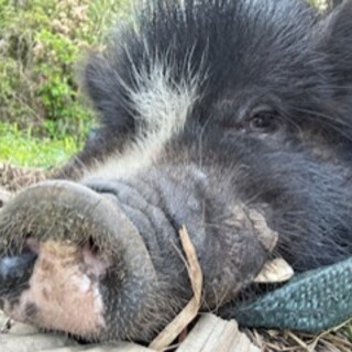ミニブタ????5歳♂