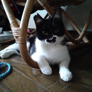 不妊手術済ハチワレメス猫さん