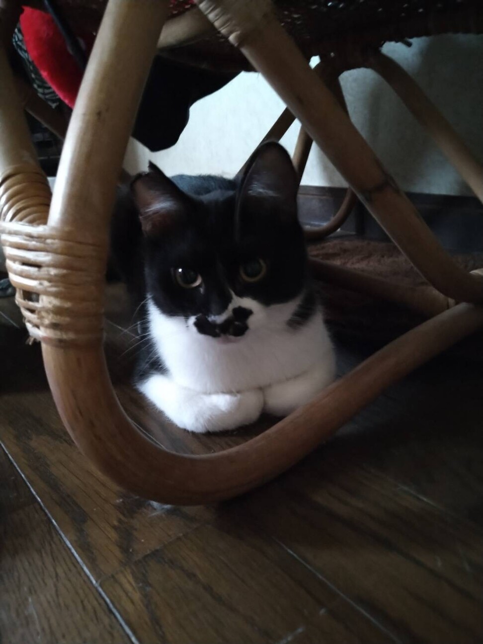 不妊手術済ハチワレメス猫さん サムネイル2