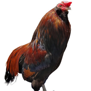 雄ニワトリ（アローカナ）