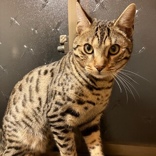 ベンガル♂ 5ヶ月　毛色不明