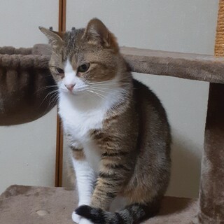 キジ白の麦ちゃん里親さん募集一時停止