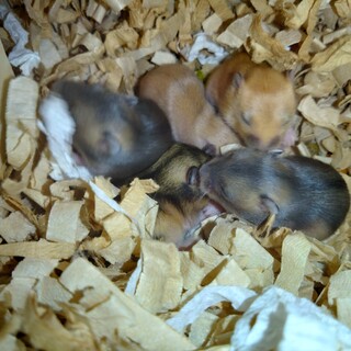 ジャンガリアンハムスターブルーサファイア1匹