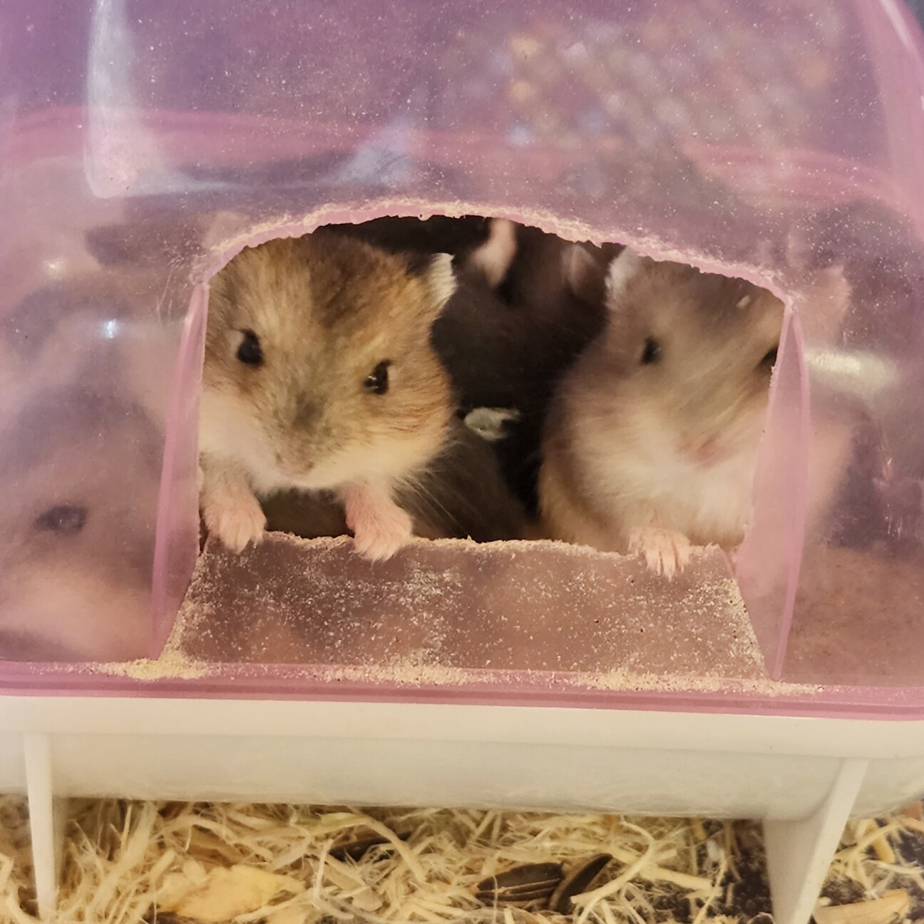 ハム様8月〜毎月10枚購入 楽天市場】【予約】【2025年11月10日以降発送】お歳暮 2025 ハム