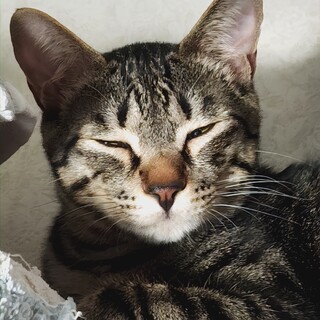 キジトラのトト君里親さん募集